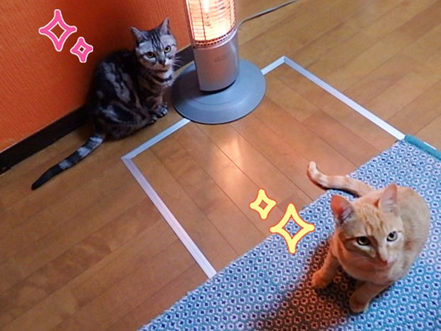 トムドロ　猫ブログ