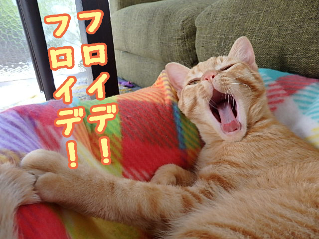 猫ブログ　トムドロ　フロイデ