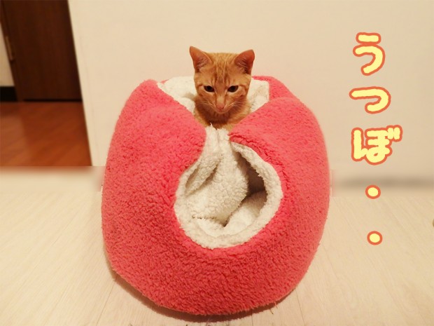 tomdoro_1222-7