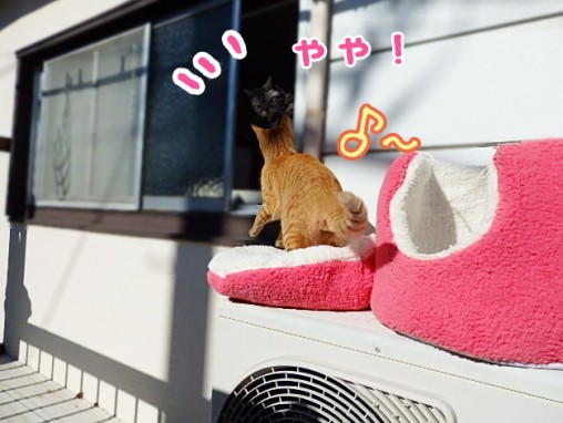 トムドロ　猫ブログ
