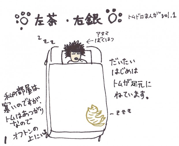 猫ブログ　トムドロ