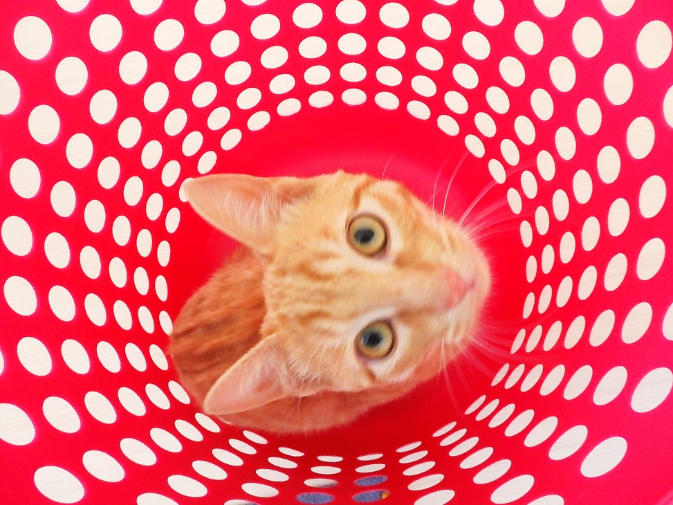 トムドロ　猫ブログ