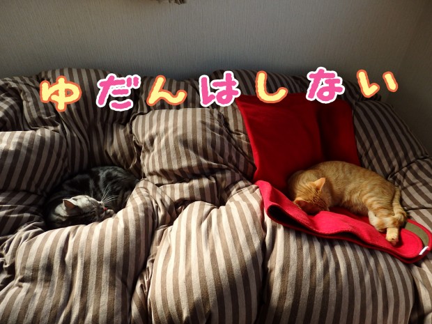 トムドロ　猫ブログ