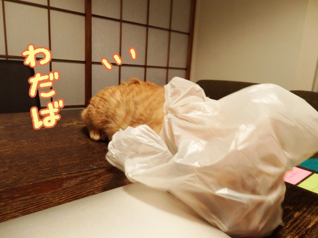 tomdoro_1228-2