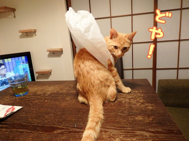 tomdoro_1228-4