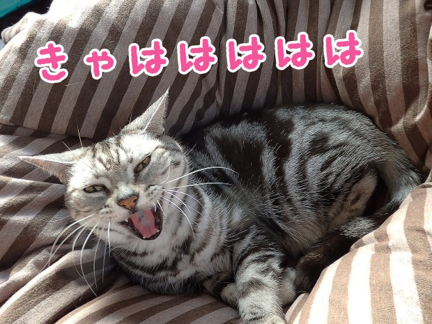 tomdoro_1228-6