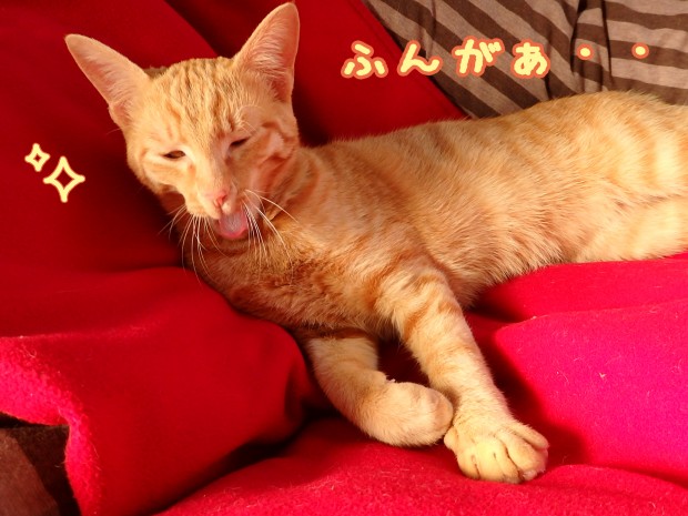 トムドロ　猫ブログ