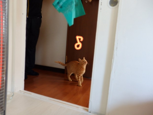 猫ブログ　トムドロ