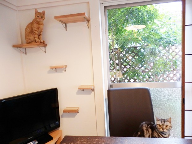 トムドロ　猫ブログ