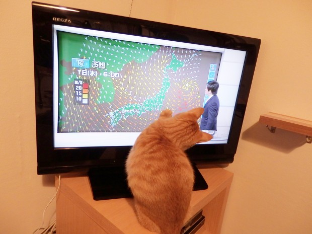 トムドロ　猫ブログ