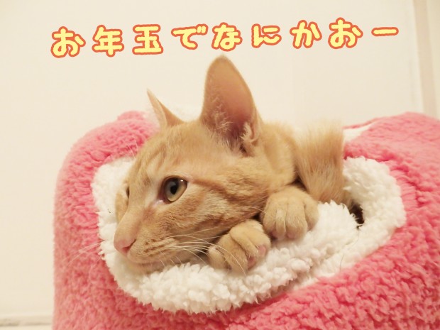 tomdoro_1231-8