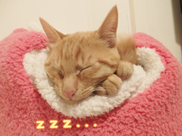 トムドロ　猫ブログ