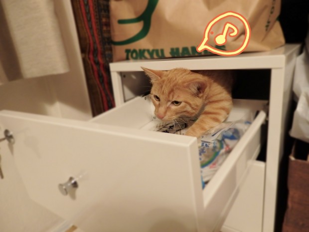 トムドロ　猫ブログ
