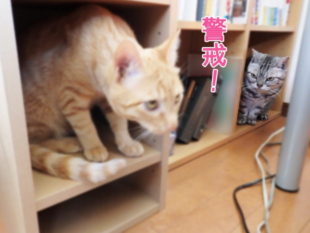 tomdoro_0107-13