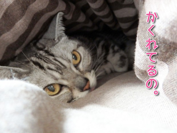 トムドロ　猫ブログ