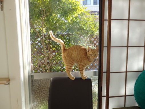 トムドロ　猫ブログ