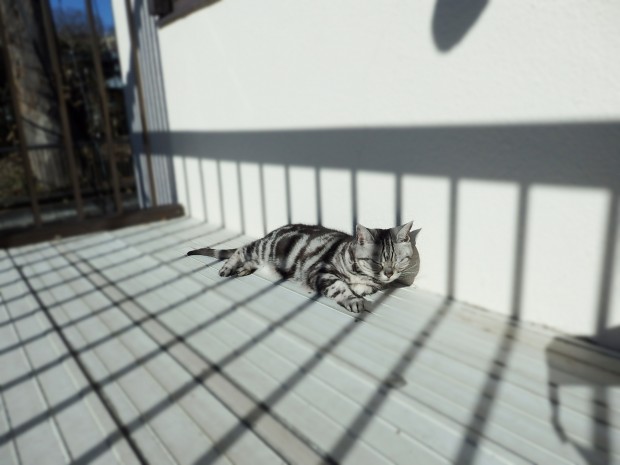 トムドロ　猫ブログ
