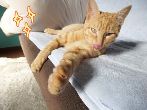 トムドロ　猫ブログ