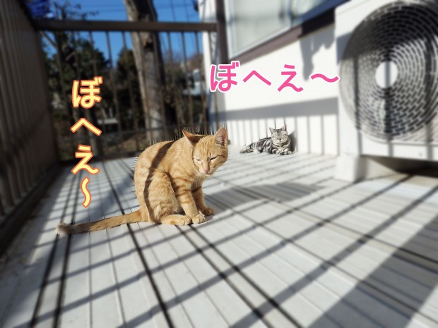 tomdoro_0109-3