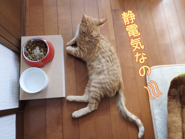 tomdoro_0109-8