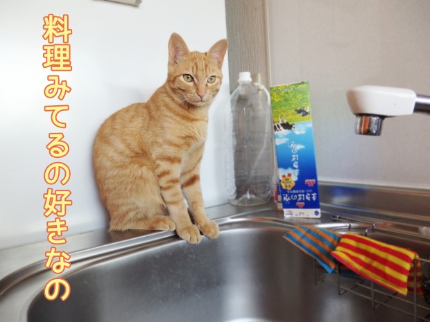 トムドロ　猫ブログ