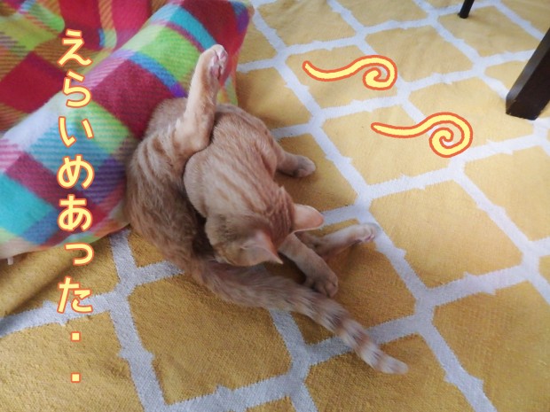 tomdoro_0116-11
