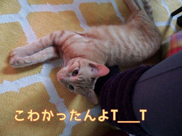 tomdoro_0116-12