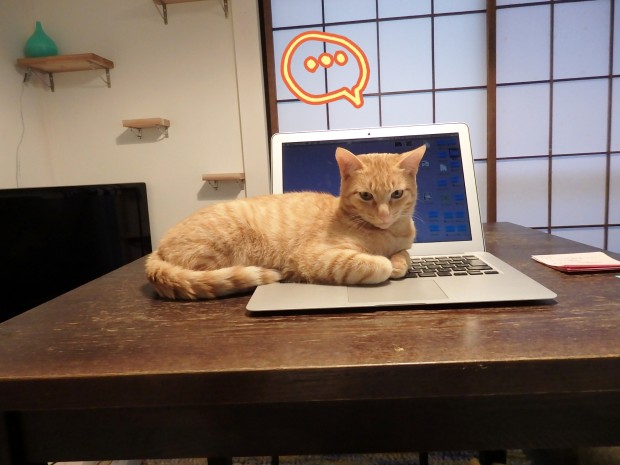 トムドロ　猫ブログ