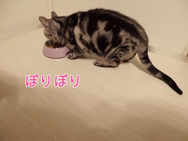 tomdoro_0116-5