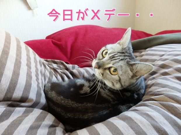 tomdoro_0116-8