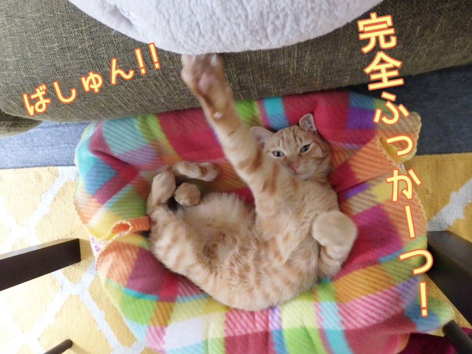 トムドロ　猫ブログ