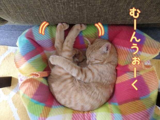 tomdoro_0117-2