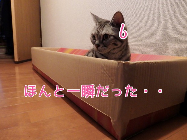 tomdoro_0117-7