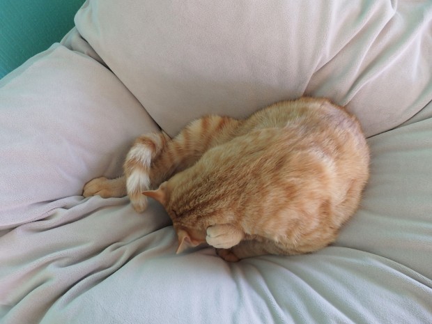 トムドロ　猫ブログ