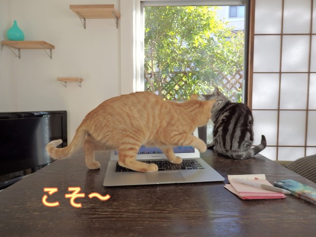 tomdoro_0118-6