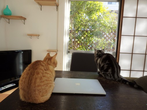 トムドロ　猫ブログ