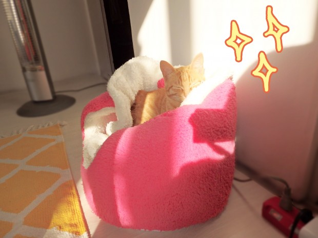 トムドロ　猫ブログ