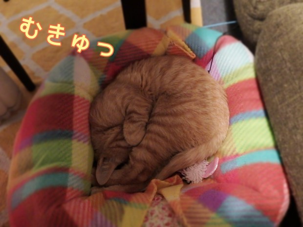 tomdoro_0120-4