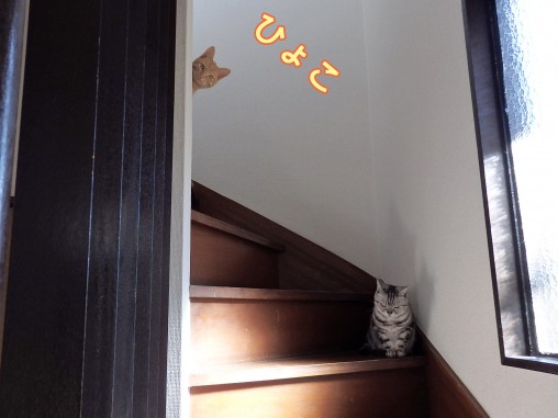 トムドロ　猫ブログ