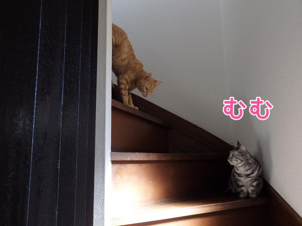 tomdoro_0120-7