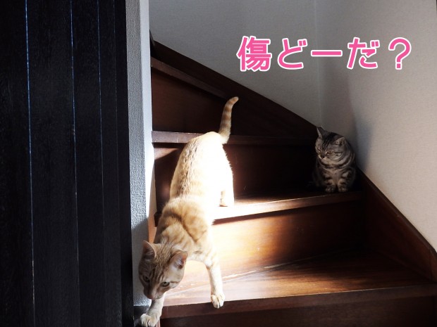 tomdoro_0120-8