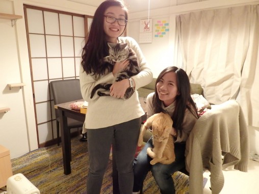 猫ブログ　トムドロ