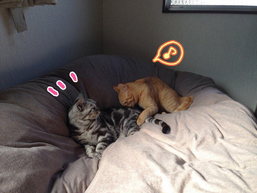 トムドロ　猫ブログ