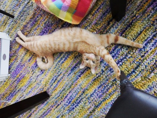 トムドロ　猫ブログ