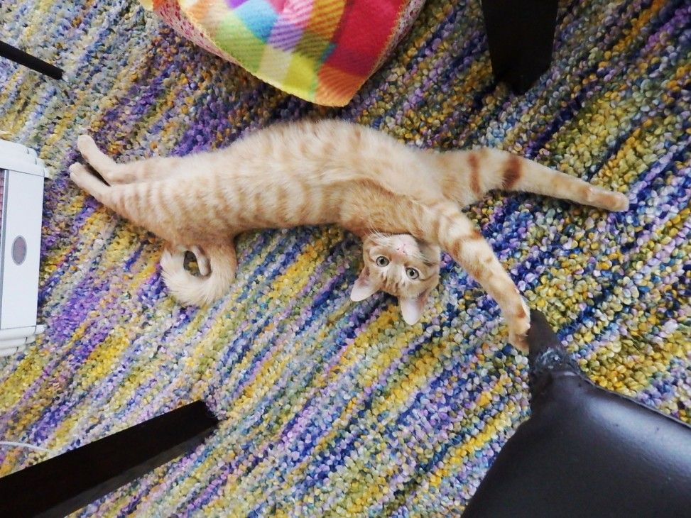 トムドロ　猫ブログ