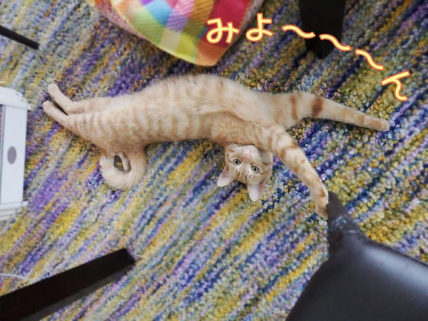 tomdoro_0217-1