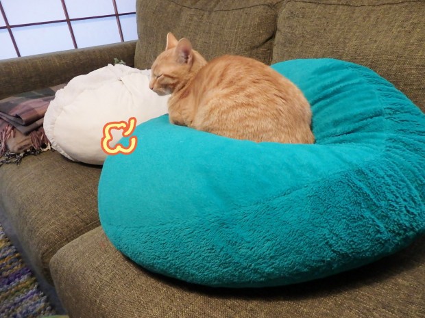 トムドロ　猫ブログ