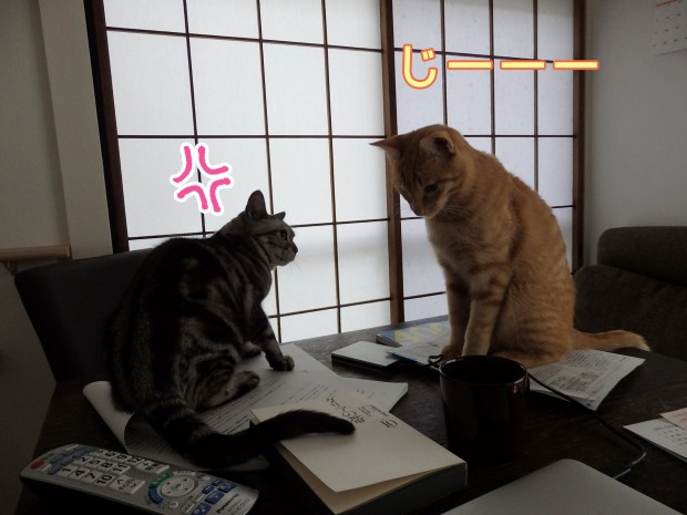 tomdoro_0217-8