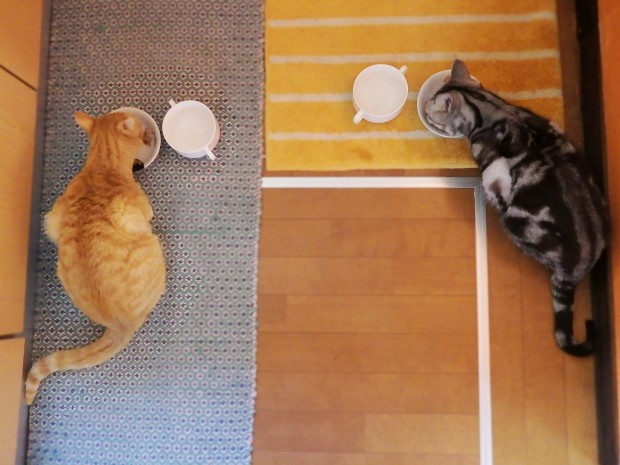 トムドロ　猫ブログ