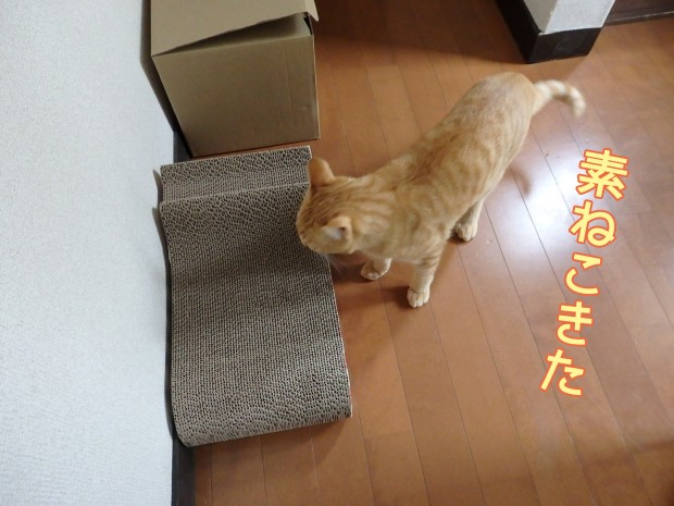 tomdoro 猫ブログ